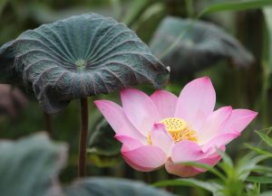 Lotus365 Id Review 2027: Bonus, App, Withdrawal Tested
